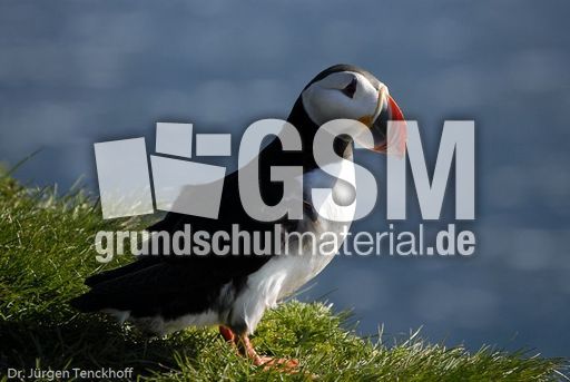 Papageitaucher (15 von 20).jpg